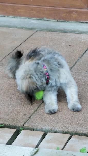 Un perro pequeño juega con una pelota de tenis en el patio. El perro salta y mastica la pelota — Vídeo de stock