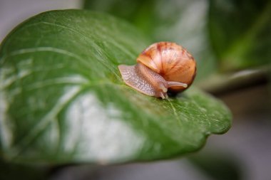 Küçük bir salyangoz büyük bir çiçek yaprağının üzerinde oturur. Yakın plan..