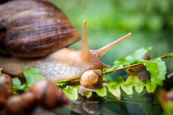 Large White Snail Small Snails Crawling Branches Plant Close — Stock Photo, Image