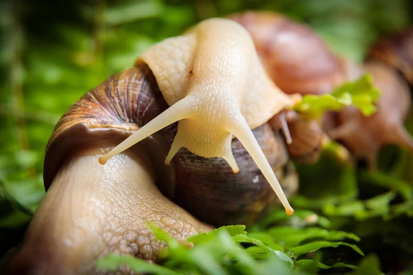 小さなカタツムリの大きな白いカタツムリが植物の枝に沿って這っています — ストック写真