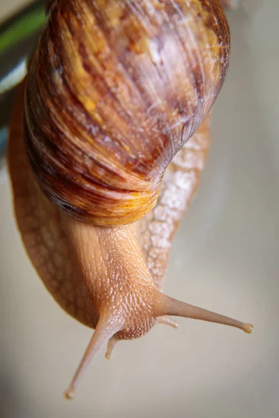 Large Snail Crawls Glass Table Wiggling Its Antennae Close — Stock Photo, Image