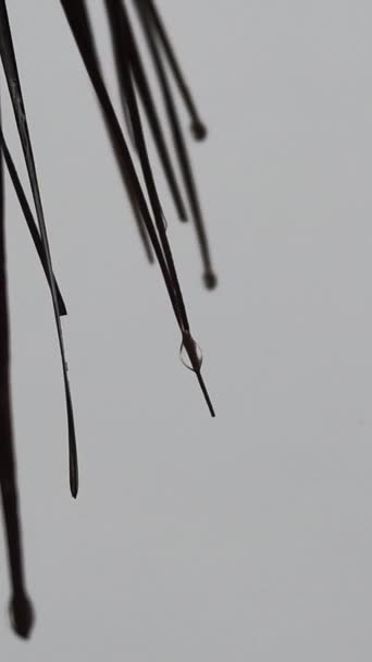 Mau Tempo Gotas Chuva Fluem Lentamente Para Baixo Das Folhas — Vídeo de Stock