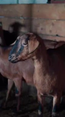 Kahverengi Nubian keçileri otlakta diğerlerini yakından izliyor..