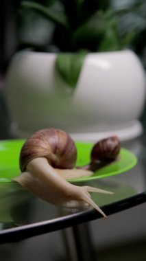 Büyük beyaz bir salyangoz levhanın kenarında süzülür. Büyük beyaz yumuşakçalar yavaşça sürünürler. Yakın plan..