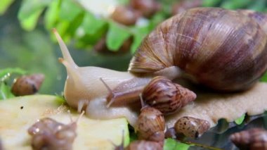 Küçük salyangozlu büyük beyaz bir salyangoz bir elma parçasının üzerinde sürünüyor. Yakın plan..