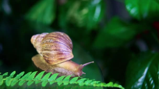 Large White Snail Glides Edge Plate Large White Mollusks Crawl — Stock Video