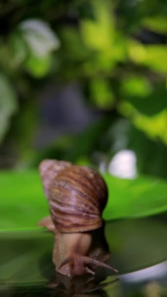 Large White Snail Glides Edge Plate Large White Mollusks Crawl — Stock Video