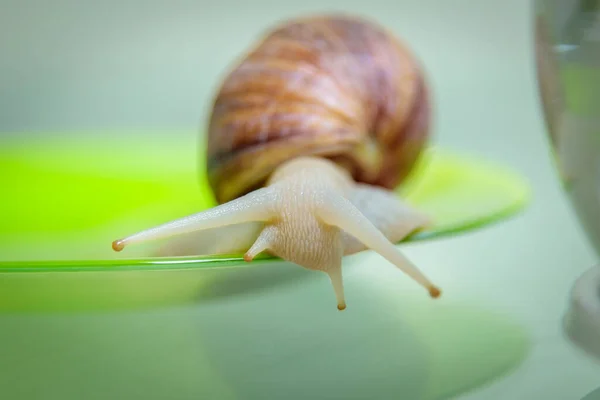 一只白色的大蜗牛沿着盘子的边缘滑行 大的白色软体动物缓慢地爬行 后续行动 — 图库照片
