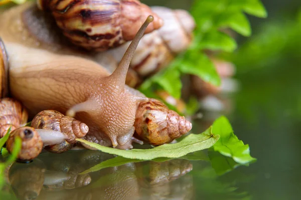 一只白色的大蜗牛和小蜗牛沿着植物的枝条爬行着 后续行动 — 图库照片