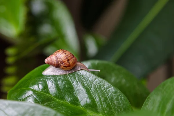 Small Snail Sits Large Leaf Flower Close — Stock Photo, Image