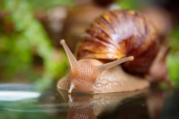 Eine Große Schnecke Kriecht Über Den Glastisch Und Wackelt Mit — Stockfoto