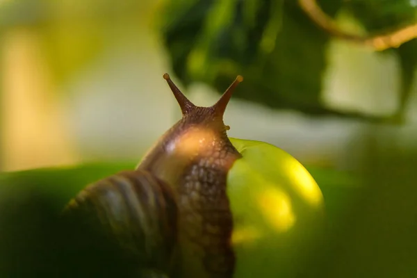 一只大的白色蜗牛坐在一个绿色的苹果上 后续行动 — 图库照片