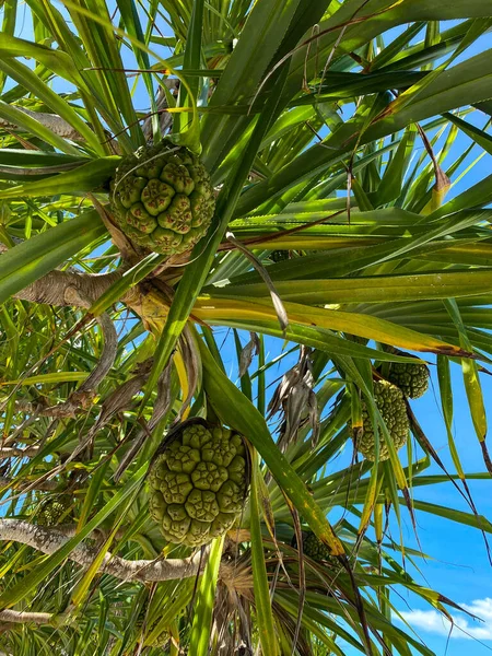 Hala meyvesi, veya Pandanus tectorius, bir palmiye üzerinde. Alt manzara. Mavi gökyüzü