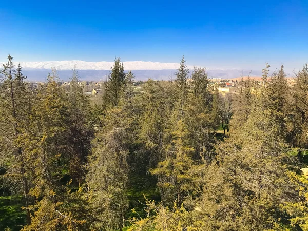 Pohled na údolí Bekaa, Baalbek, Libanon. Les, modrá obloha. Kopírovat prostor — Stock fotografie