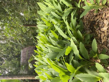 Zanzibar 'da zerdeçal, ya da sokağa çıkma yasağı, bitki yetişiyor