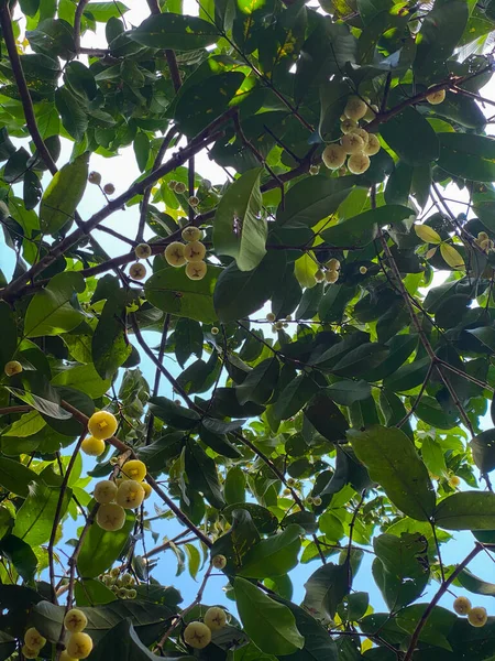 Ağaçtaki küçük sarı Syzygium samarangense, gül elması. Alt görünüm