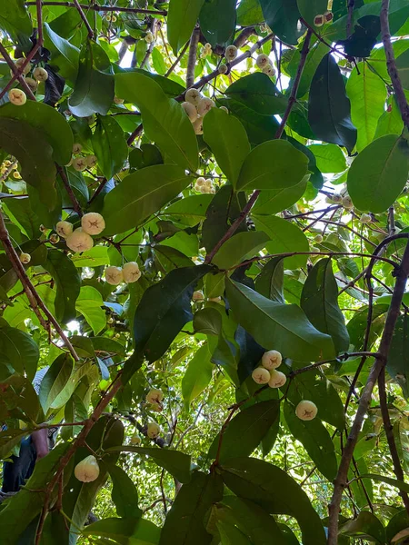 Ağaçtaki küçük sarı Syzygium samarangense, gül elması. Alt görünüm