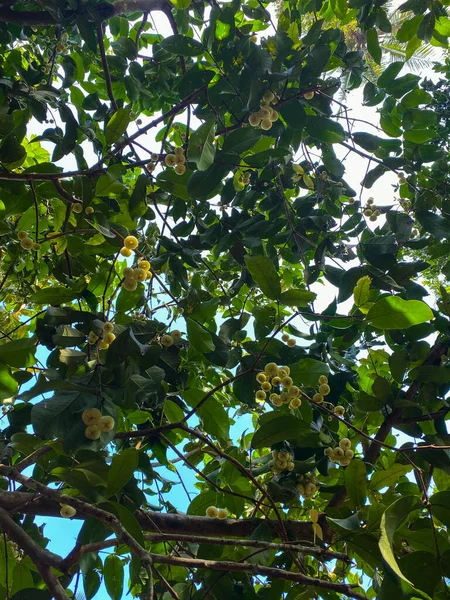 Ağaçtaki küçük sarı Syzygium samarangense, gül elması. Alt görünüm