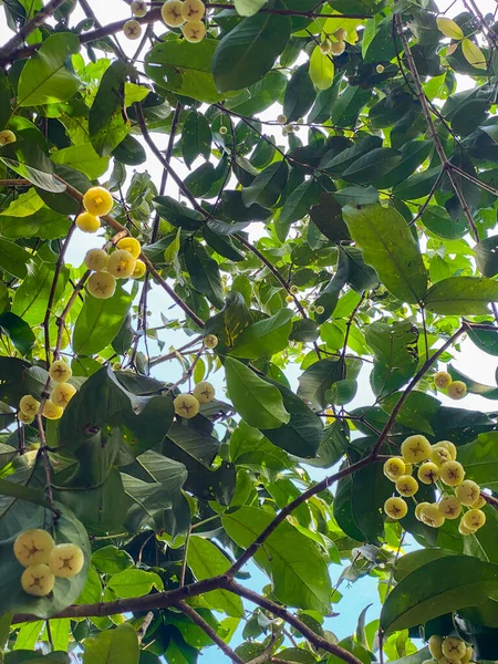 Pequeño Syzygium samarangense amarillo, manzanas rosadas, en un árbol. Vista inferior —  Fotos de Stock
