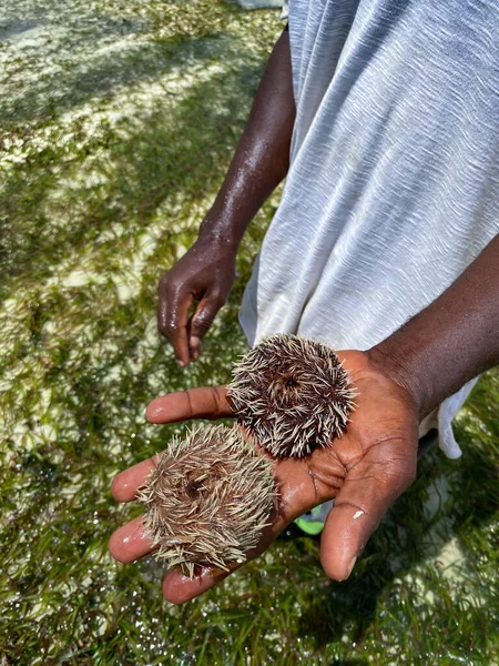 Zanzibar, Tanzanya - 31 Aralık 2020: Bir elde yaşlı deniz kestaneleri