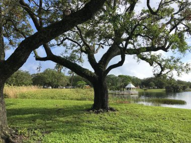 Topeekegee Yugnee Parkı, Florida 'da göl kenarında canlı meşe ağaçları var.
