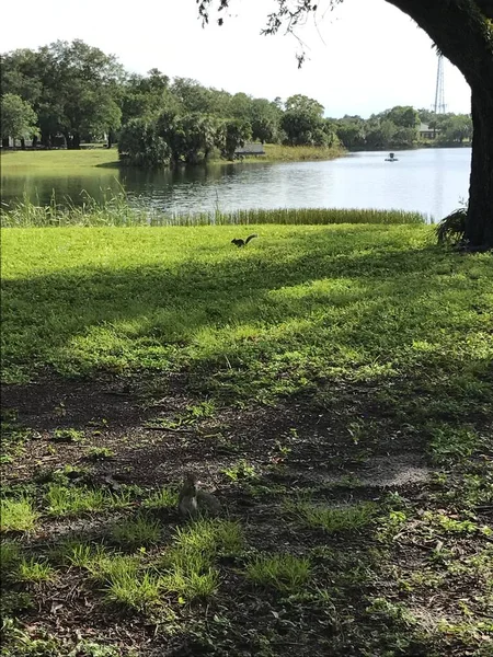 Topeekeegee Yugnee Park, Florida 'daki gölün yanında yeşil çimenler ve sincaplar.