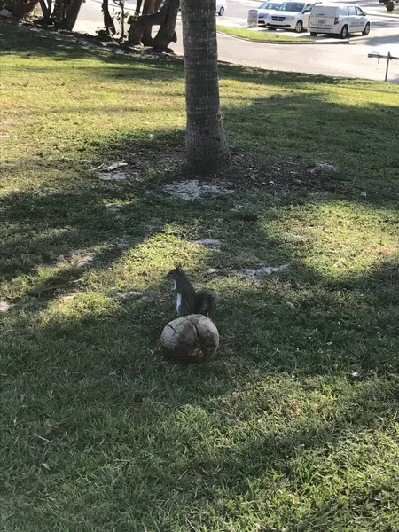MIAMI plajı, FL, ABD - 22 Aralık 2017: Haulover Park 'taki sincap