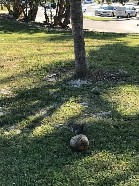 MIAMI plajı, FL, ABD - 22 Aralık 2017: Haulover Park 'taki sincap