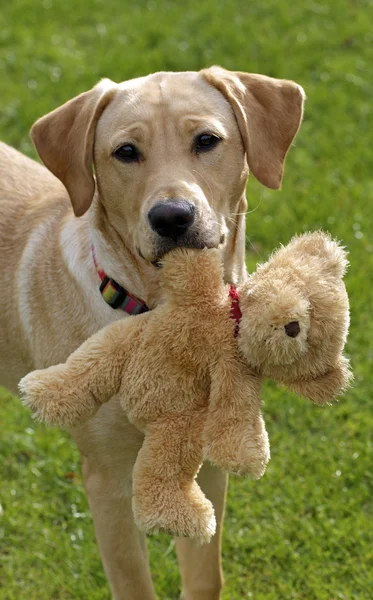 Pet Dog Holding Teddy Bear Toy. Labrador Retriever