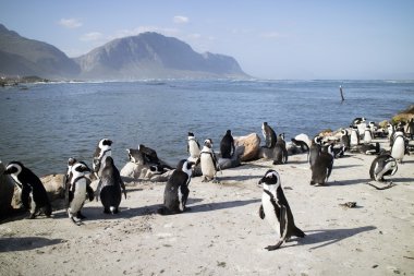 Betty'nin Bay Western Cape Güney Afrika, Afrika penguen kolonisi