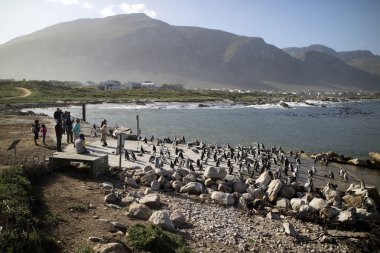 Betty'nin Bay Western Cape Güney Afrika, Afrika penguen kolonisi