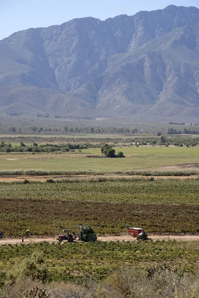 Купить долину рядом с Вустер в Западной Капской ЮАР — стоковое фото