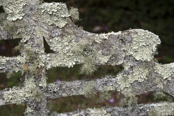 Un ancien siège de jardin en bois couvert à Lichen — Photo