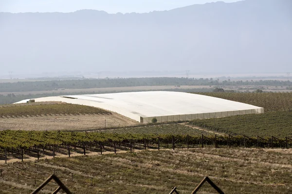 Вина под пластиковой сеткой в RIEBEEK KASTEEL SWARTLAND SOUTHERN Африка  - — стоковое фото