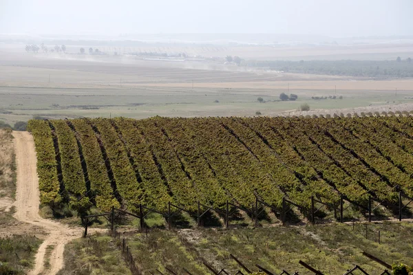 Riebeek-Kasteel Afryki Południowej w regionie Swartland – kwiecień 2016 — Zdjęcie stockowe