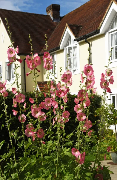 Ανθοφορίας Hollyhocks σε έναν αγγλικό κήπο — Φωτογραφία Αρχείου