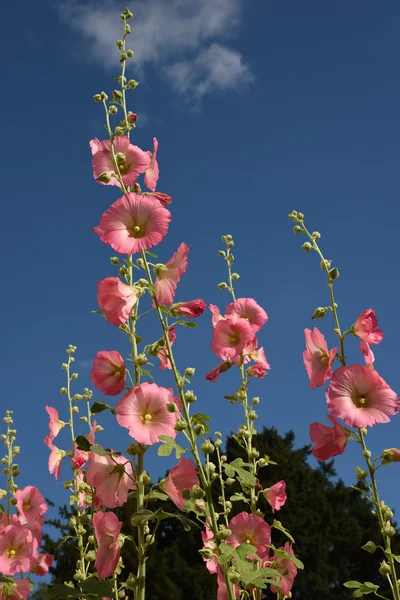 푸른 하늘에 대하여 Hollyhocks 꽃 — 스톡 사진