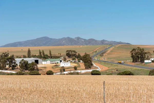 Каледон Західний Кейп Південна Африка 2019 Пшеничне Господарство Вирощування Овець — стокове фото