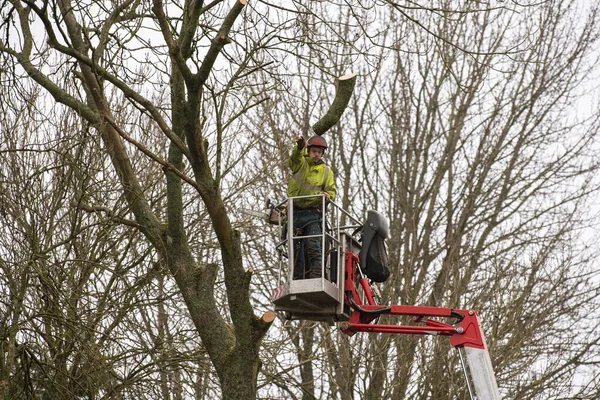 Hampshire Anglia Wielka Brytania 2020 Chirurdzy Wycinający Jesion Platformy Lotniczej — Zdjęcie stockowe