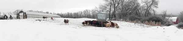 Walpole, New Hampshire, USA. 2021.  Snow covered farmland on a bleak winter day in New Hampshire, USA