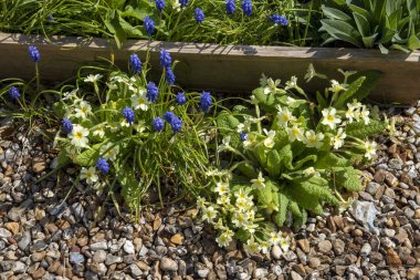 Hampshire, İngiltere, İngiltere. 2021 yılı. İngiliz kır bahçesinde ilkbahar çiçekleri, asma sümbülleri ve çakıl yollarında büyüyen güller..