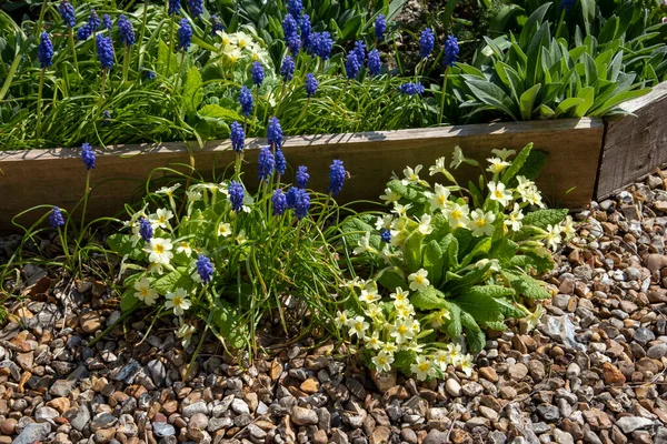 Hampshire Inglaterra Reino Unido 2021 Flores Primavera Jardín Campo Inglés — Foto de Stock