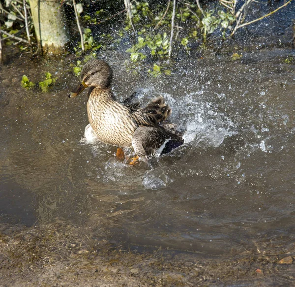 Hampshire Anglia Wielka Brytania Rok 2021 Kaczka Czyszcząca Pióra Kałuży — Zdjęcie stockowe