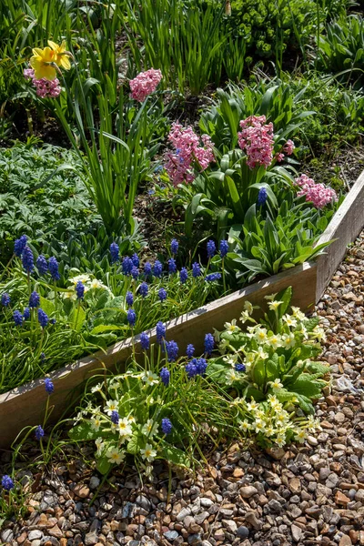 Hampshire Inglaterra Reino Unido 2021 Flores Primavera Jardín Campo Inglés — Foto de Stock