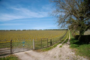 Leckford, Stockbridge, Hampshire, İngiltere yakınlarında. 2021 yılı. İlkbaharın başlarında Leckford emlak üzüm bağının manzarası, bu yamaçta yetişen sarmaşıklar köpüklü şarap üretmek için kullanılır..