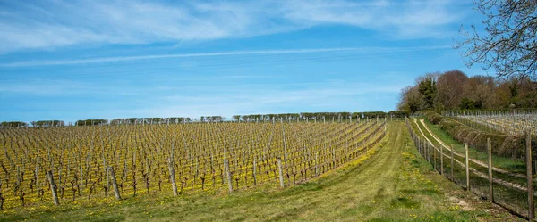 Leckford Perto Stockbridge Hampshire Inglaterra Reino Unido 2021 Vista Vinha — Fotografia de Stock