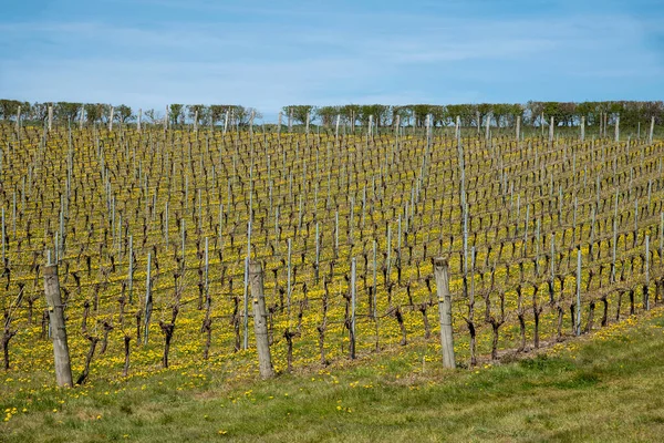 Leckford Perto Stockbridge Hampshire Inglaterra Reino Unido 2021 Vista Vinha — Fotografia de Stock