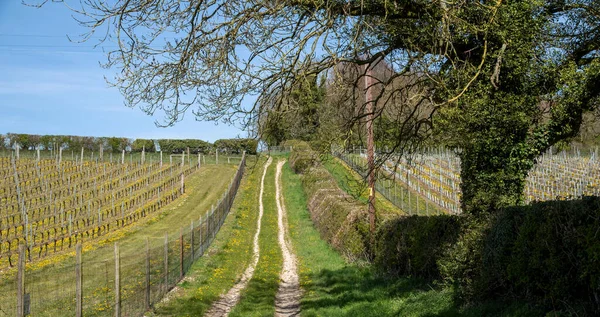 レックフォードはイギリスのハンプシャー州ストックブリッジに近い 2021年 早春のレックフォードの不動産ブドウ畑の眺めは この丘の中腹に栽培されたブドウが輝くワインを生産するために使用されます — ストック写真