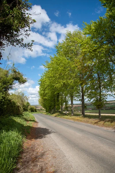 Гемпшир Англія Велика Британія 2021 Дерево Вирівнювало Дорогу Сільській Місцевості — стокове фото