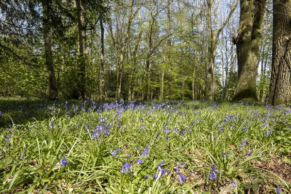 Longstock Hampshire Anglia Egyesült Királyság 2021 Ben Tavasz Harangvirág Jelenik — Stock Fotó